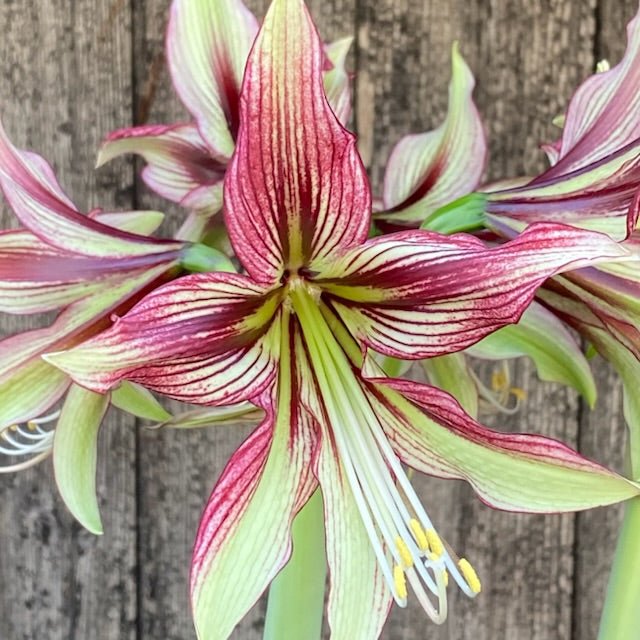 Amaryllis Mystica - Amaryllis - Fluwel