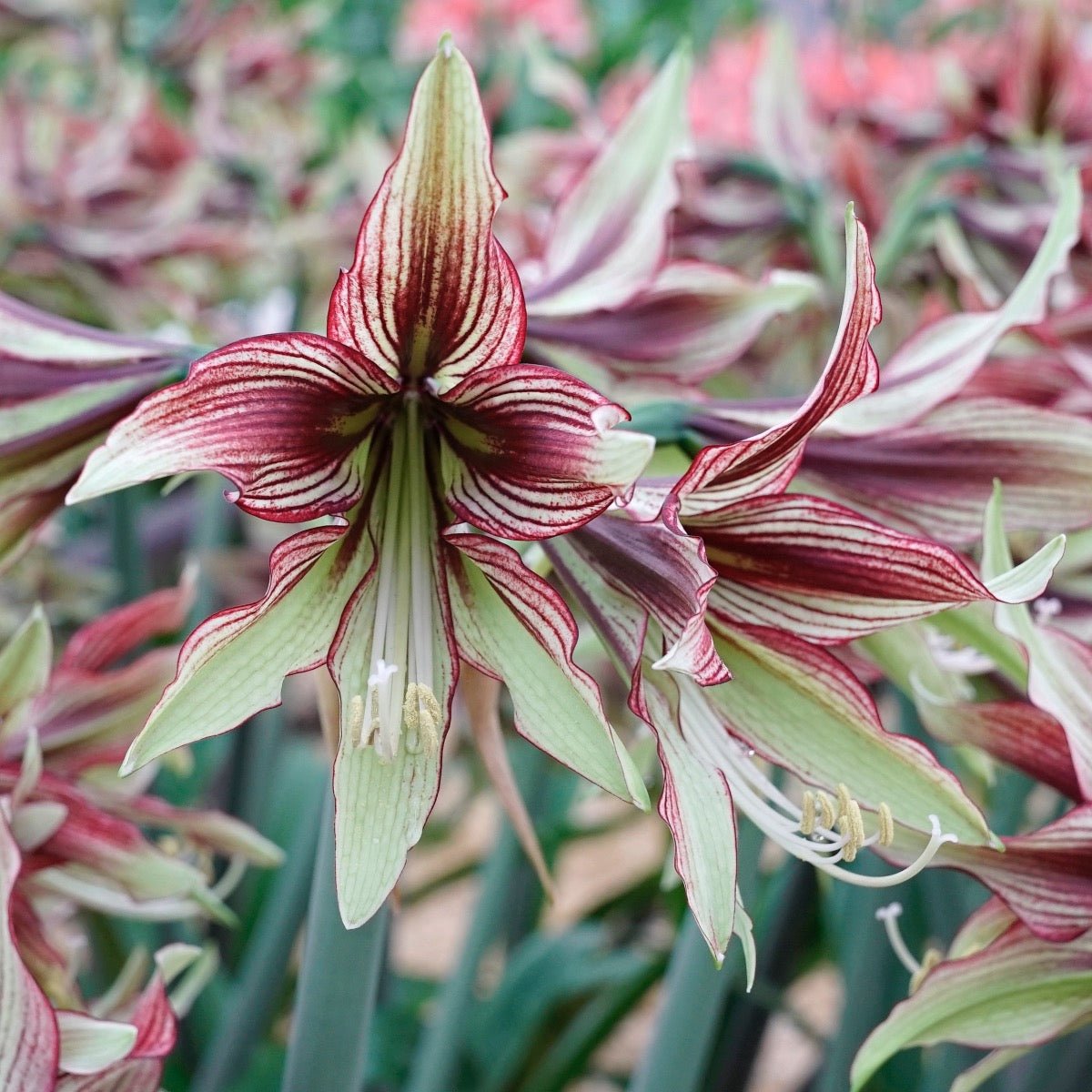Amaryllis Mystica - meerkleurige amaryllis - Fluwel