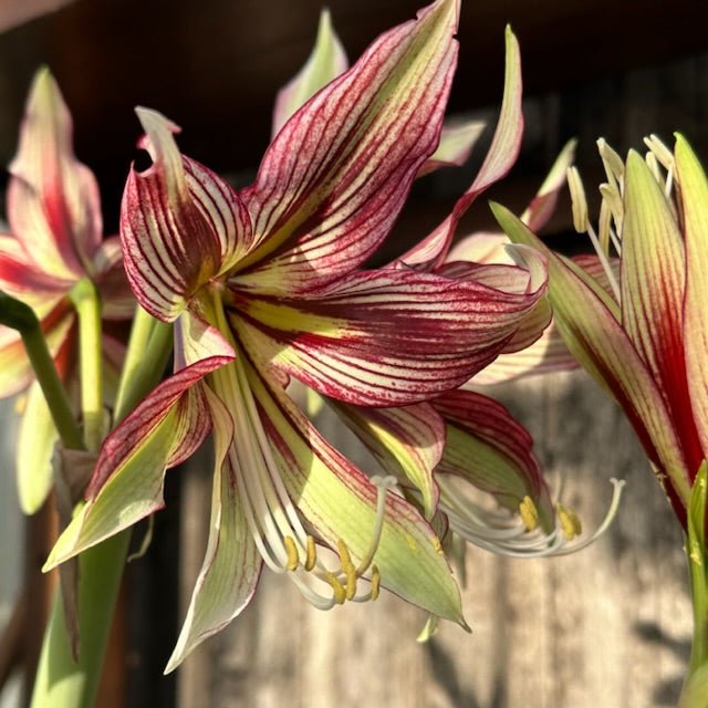 Amaryllis Mystica - meerkleurige amaryllis - Fluwel
