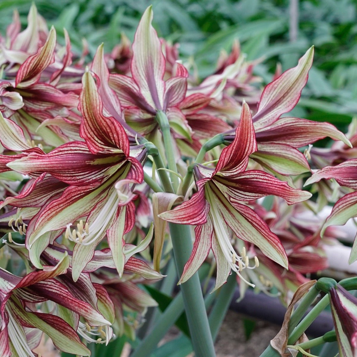 Amaryllis Mystica - meerkleurige amaryllis - Fluwel