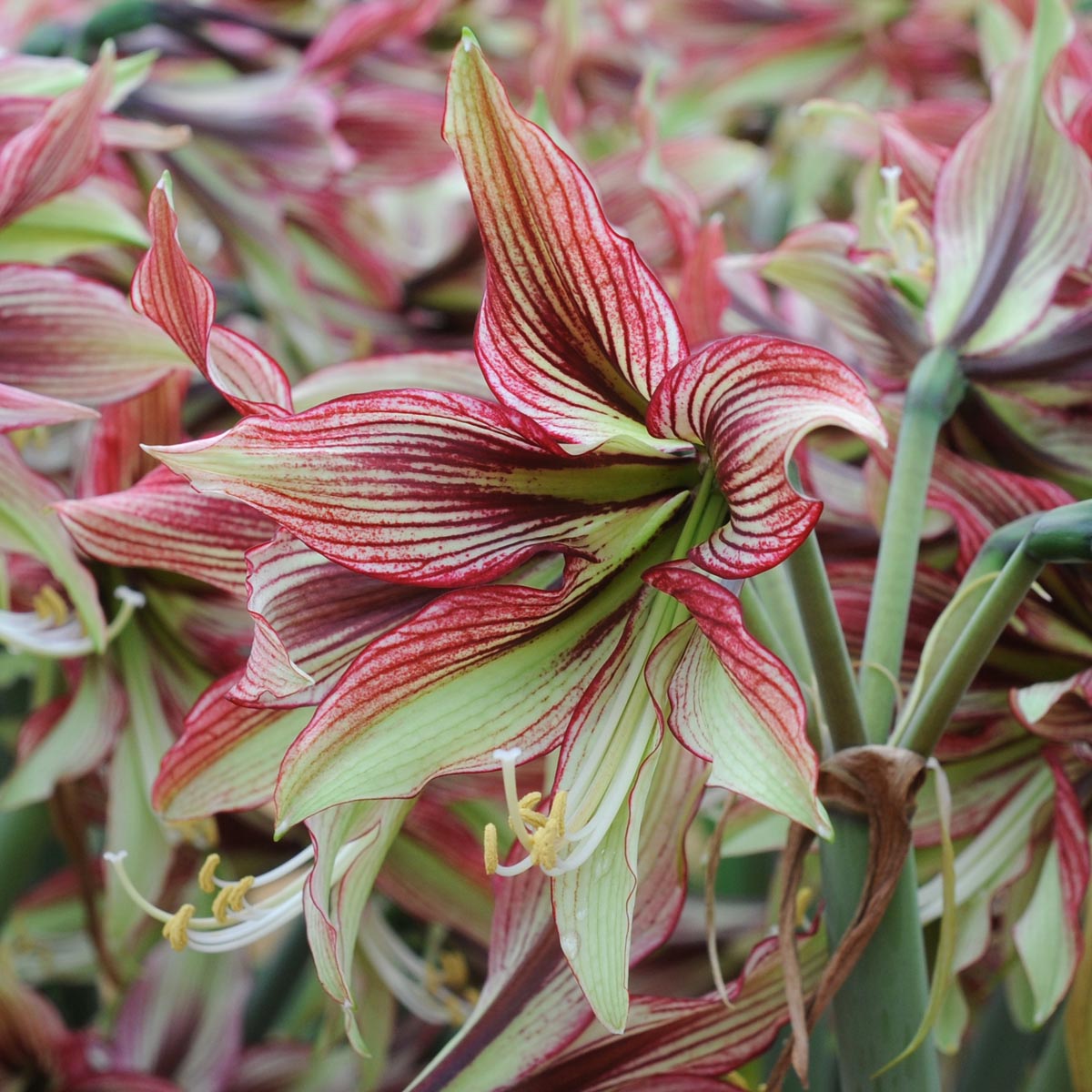 Amaryllis Mystica - meerkleurige amaryllis - Fluwel
