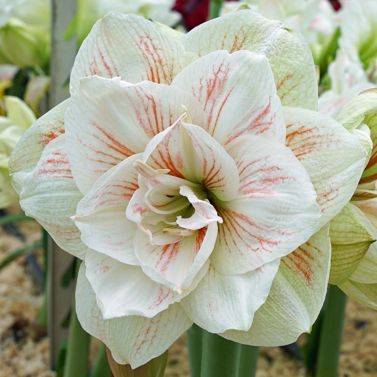 Amaryllis Nymph - meerkleurige amaryllis - Fluwel