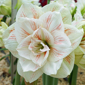 Amaryllis Nymph - Amaryllis - Fluwel