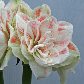 Amaryllis Nymph - Amaryllis - Fluwel