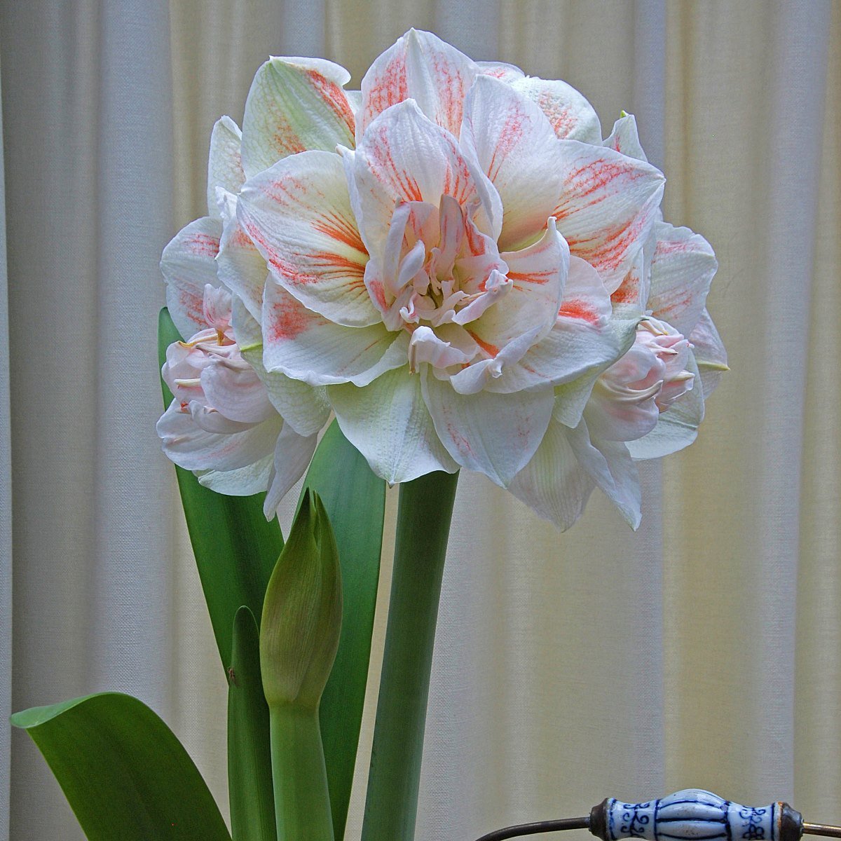 Amaryllis Nymph - meerkleurige amaryllis - Fluwel