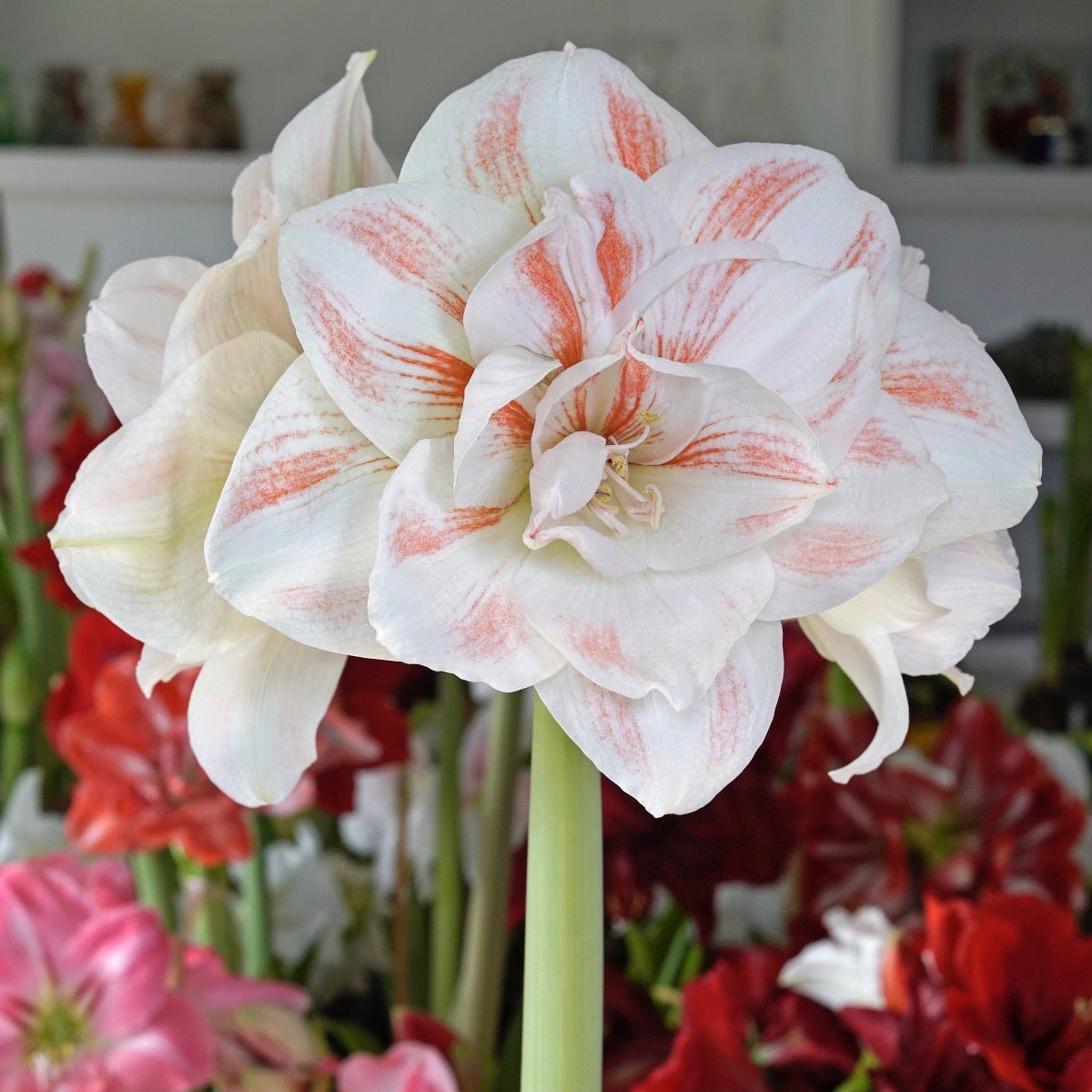 Amaryllis Nymph - meerkleurige amaryllis - Fluwel