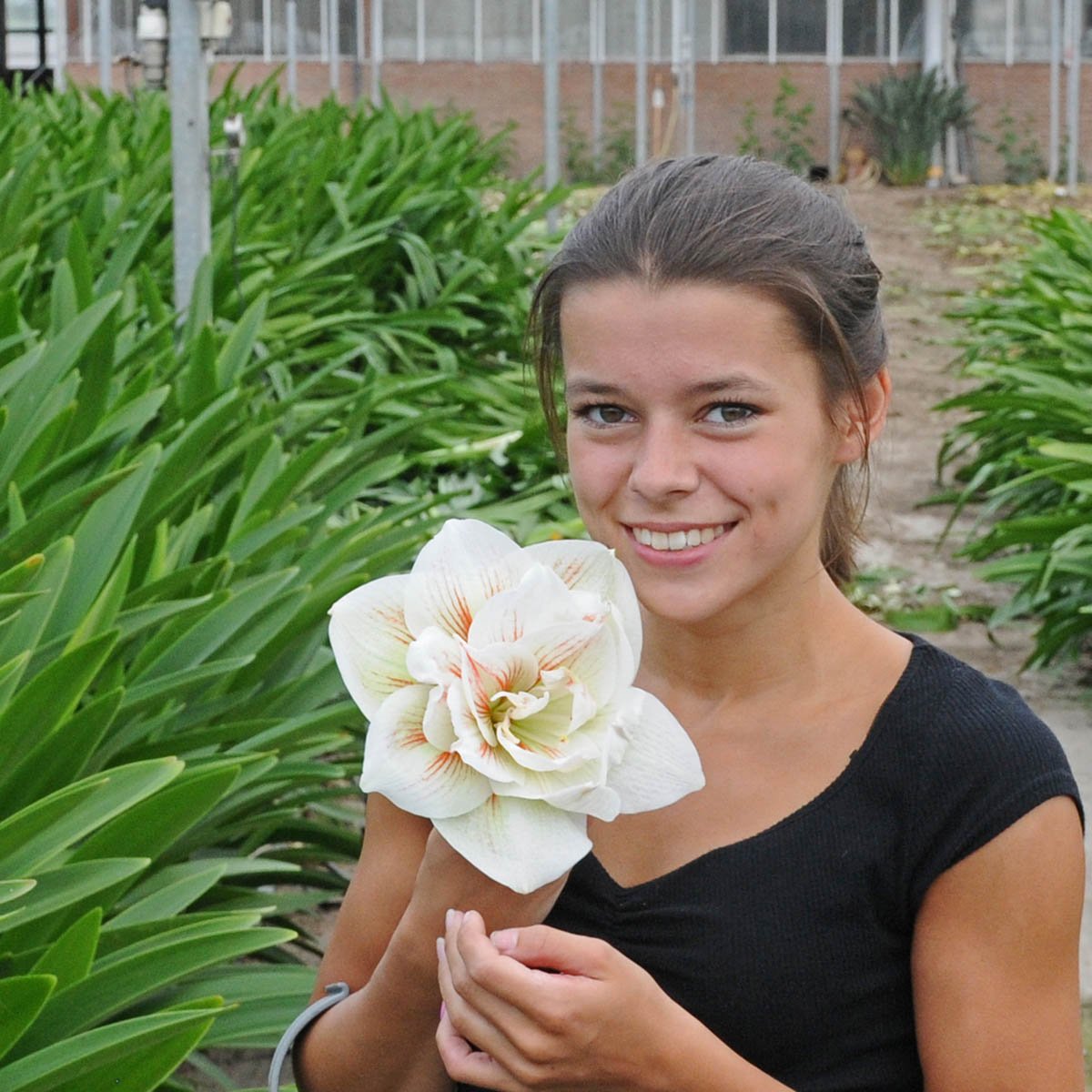 Amaryllis Nymph - Amaryllis - Fluwel