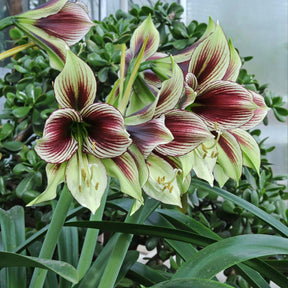 Amaryllis Papilio - Amaryllis - Fluwel