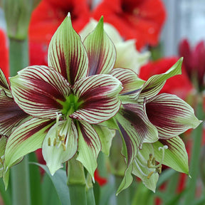 Amaryllis Papilio - Amaryllis - Fluwel