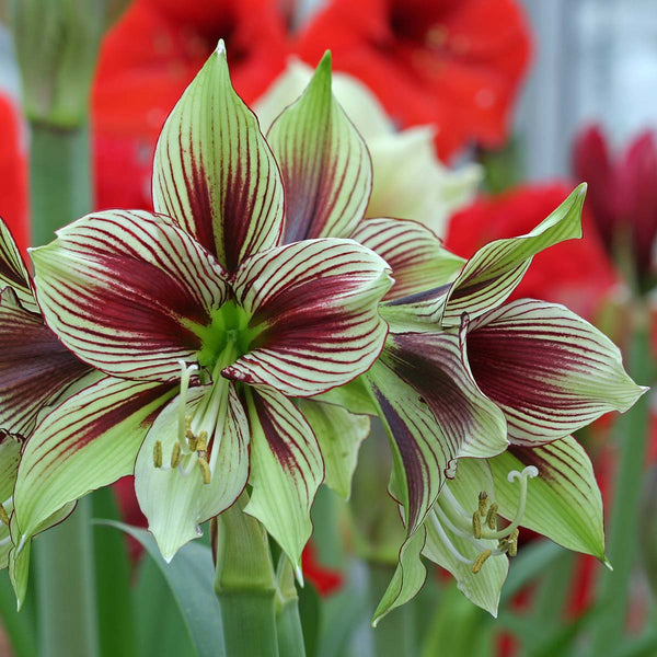 Amaryllis papilio (Hippeastrum) | per 1 piece