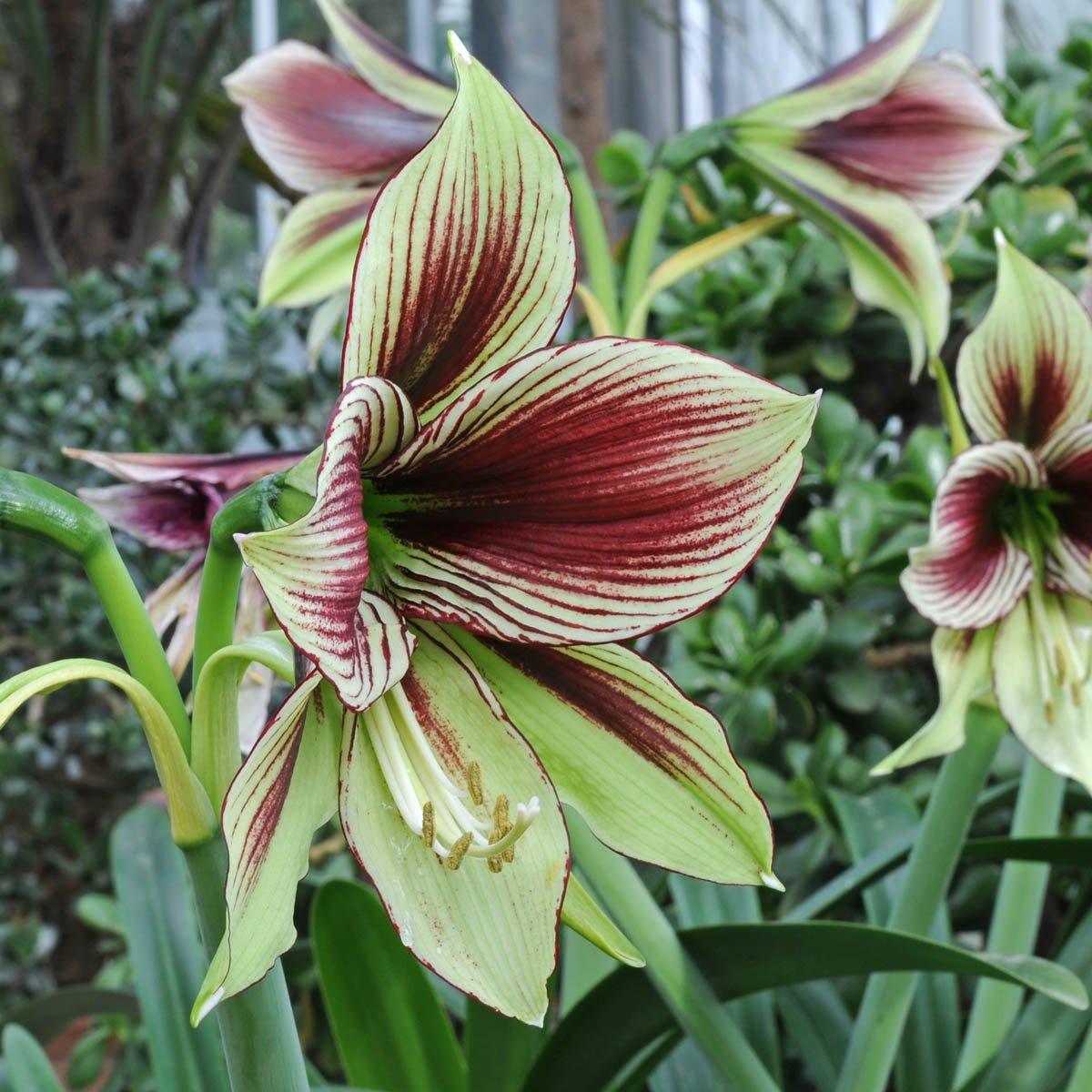 Amaryllis Papilio - meerkleurige amaryllis - Fluwel