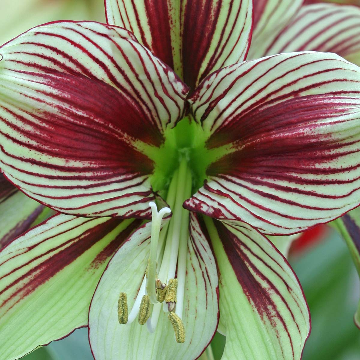 Amaryllis Papilio - Amaryllis - Fluwel