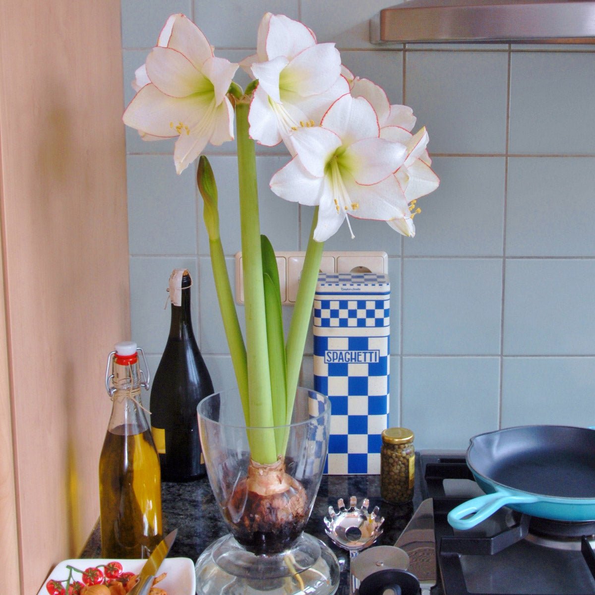 Amaryllis Picotee - witte amaryllis - Fluwel