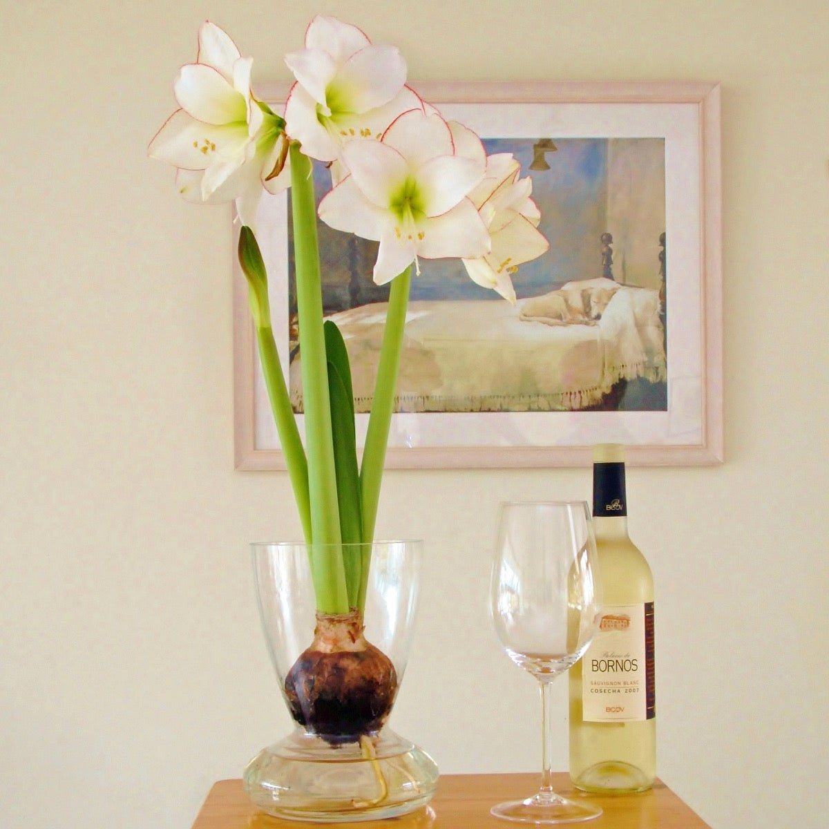 Amaryllis Picotee - witte amaryllis - Fluwel