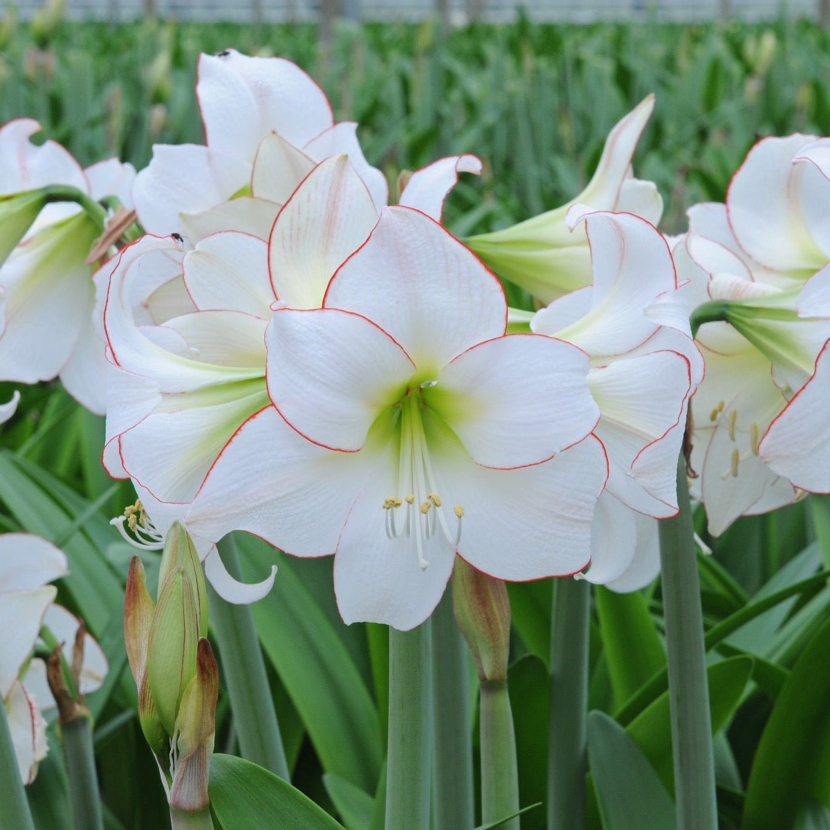 Amaryllis Picotee - Amaryllis - Fluwel
