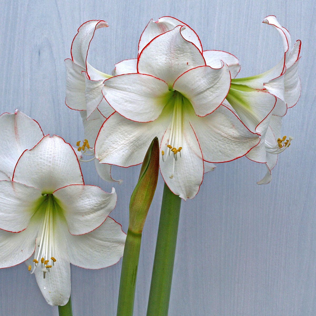 Amaryllis Picotee - witte amaryllis - Fluwel