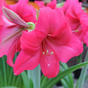 Amaryllis Pleasure - Amaryllis - Fluwel