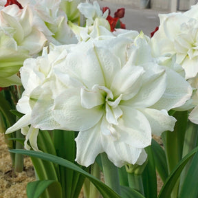 Amaryllis Polar Belle - Amaryllis - Fluwel