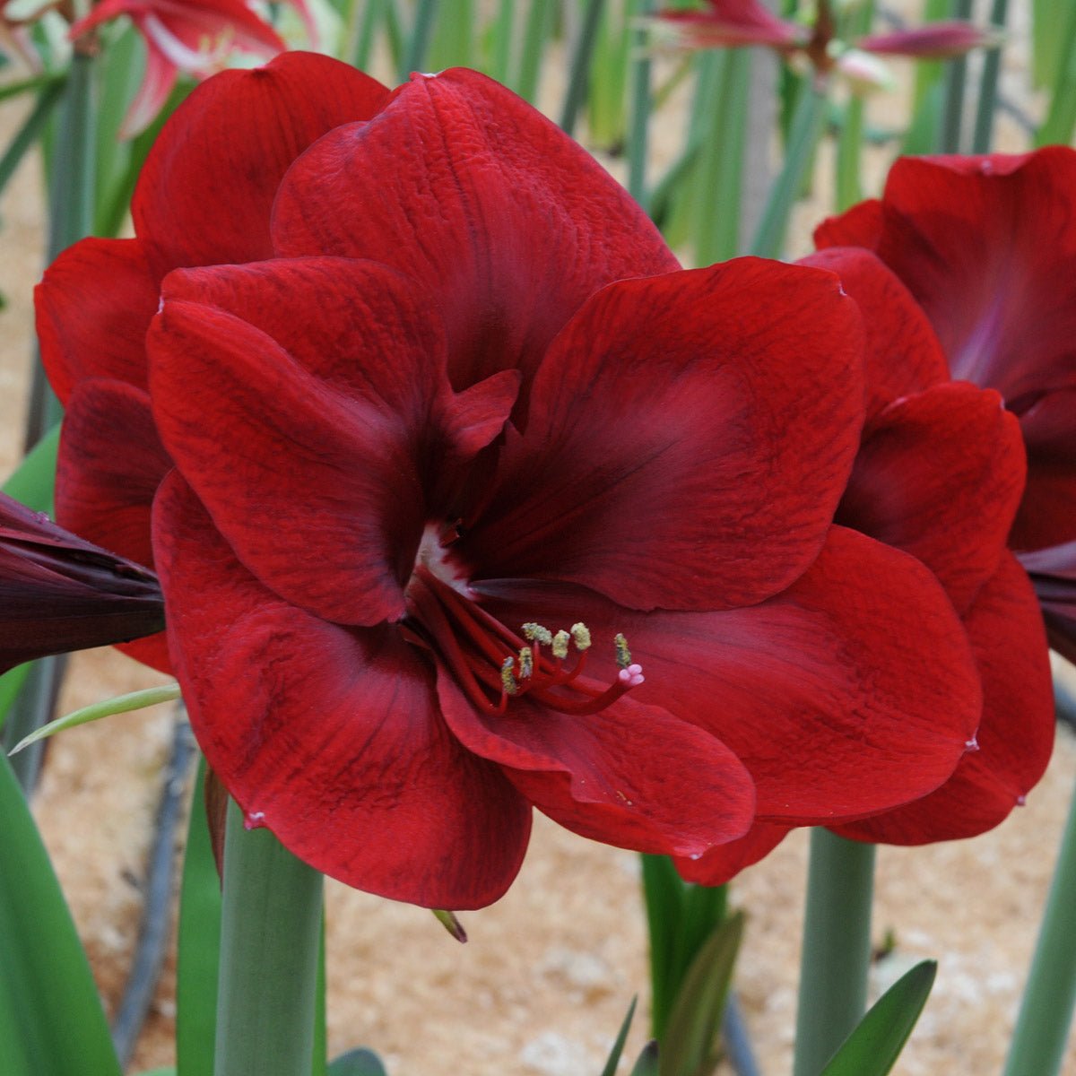 Amaryllis Premiere - rode amaryllis - Fluwel