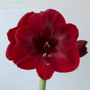 Amaryllis Premiere - Amaryllis - Fluwel