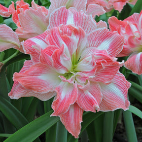 Amaryllis Pretty Nymph - Amaryllis - Fluwel