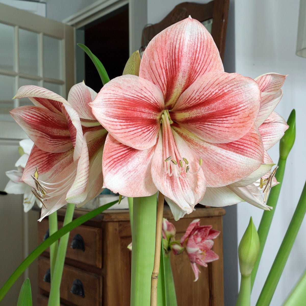 Amaryllis Provence - meerkleurige amaryllis - Fluwel