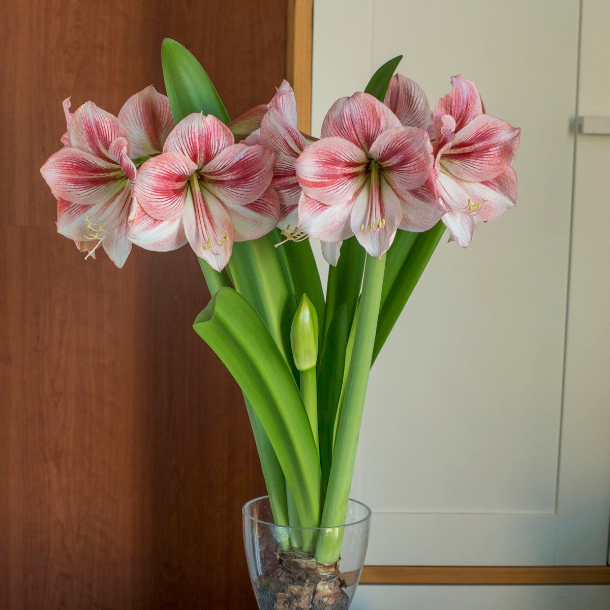 Amaryllis Provence - Amaryllis - Fluwel