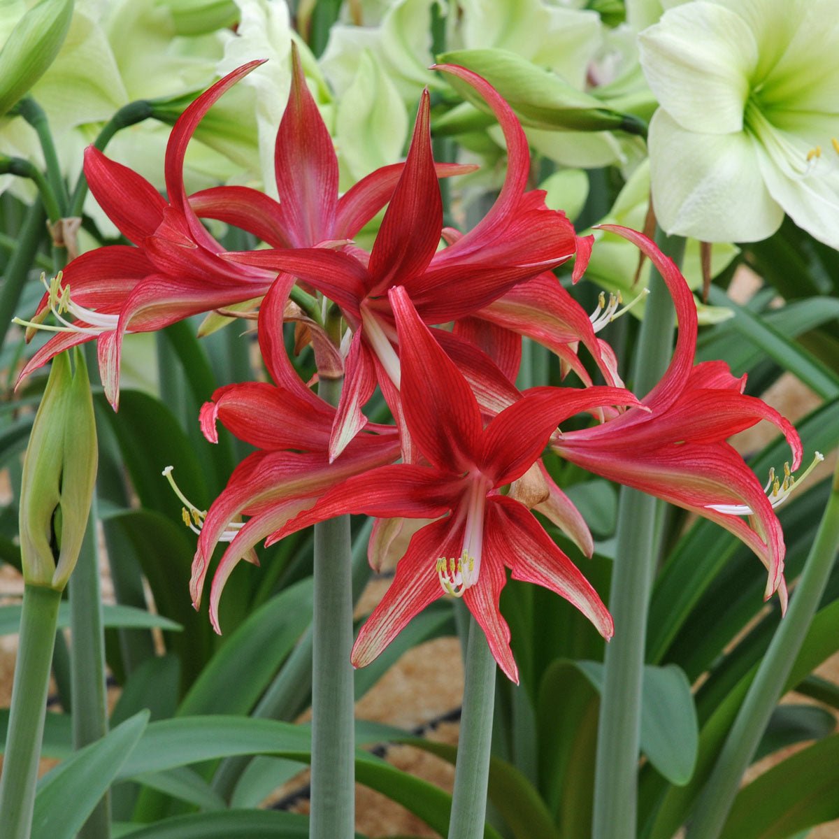 Amaryllis Quito (Hippeastrum) | per 1 piece