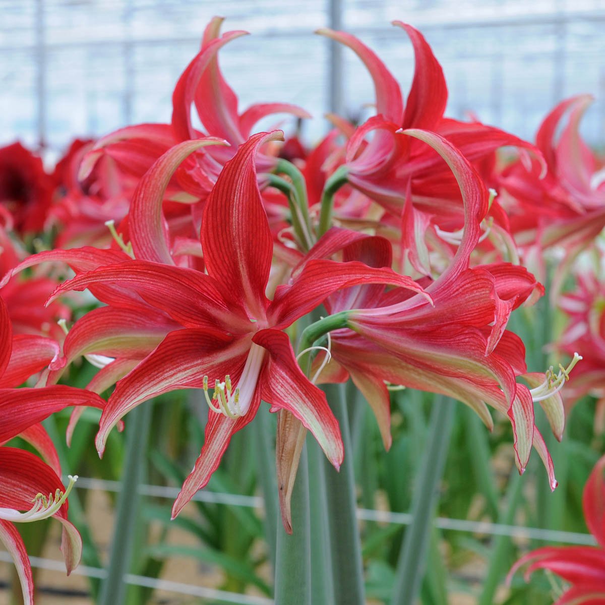 Amaryllis Quito - rode amaryllis - Fluwel