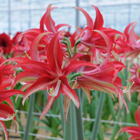 Amaryllis Quito - Amaryllis - Fluwel