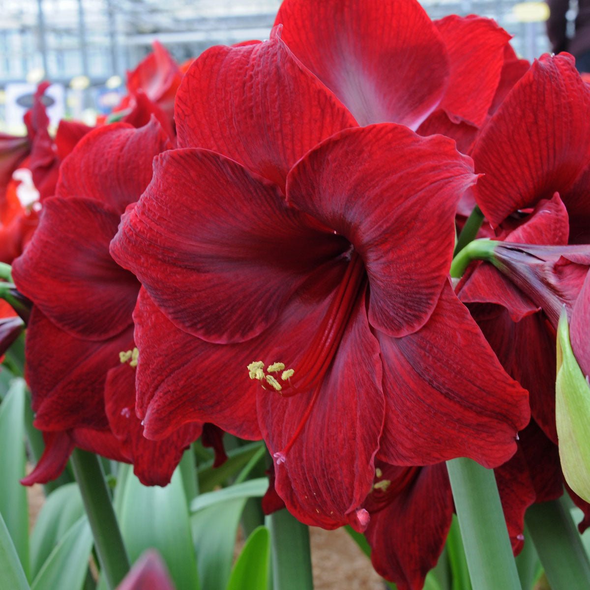 Amaryllis Red Pearl - rode amaryllis - Fluwel