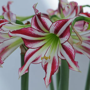 Amaryllis Santiago - Amaryllis - Fluwel