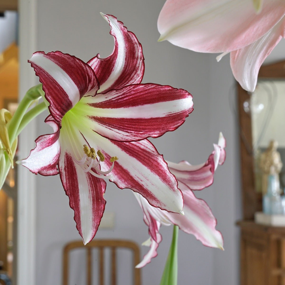 Amaryllis Santiago - Amaryllis - Fluwel