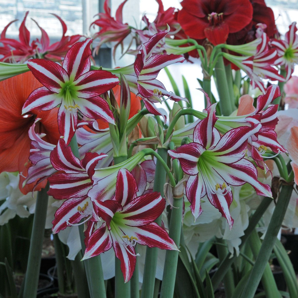 Amaryllis Santiago - meerkleurige amaryllis - Fluwel