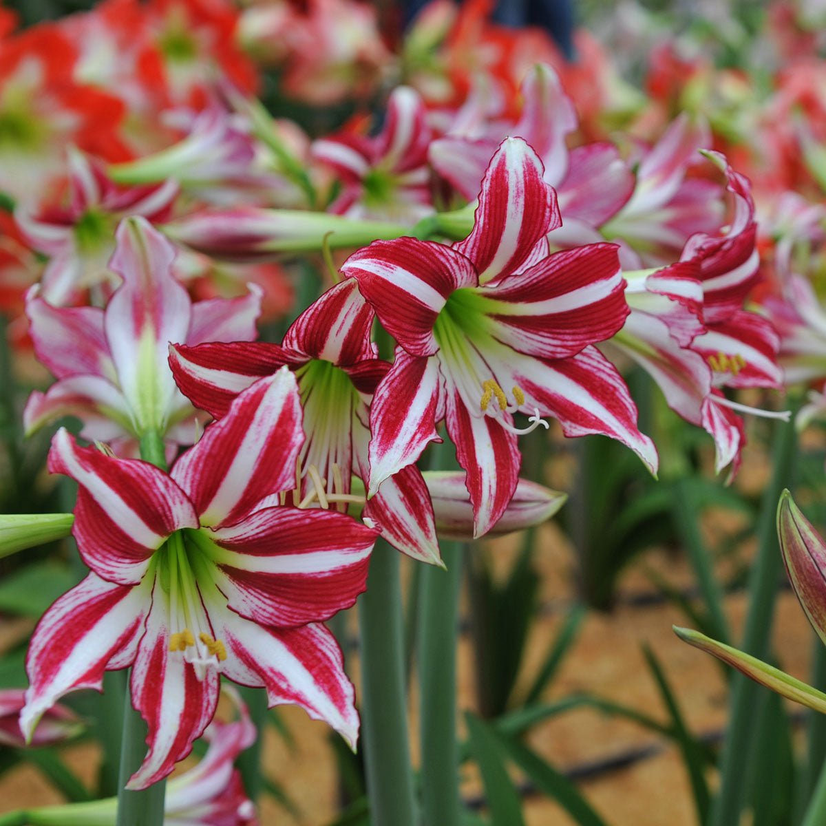 Amaryllis Santiago - Amaryllis - Fluwel