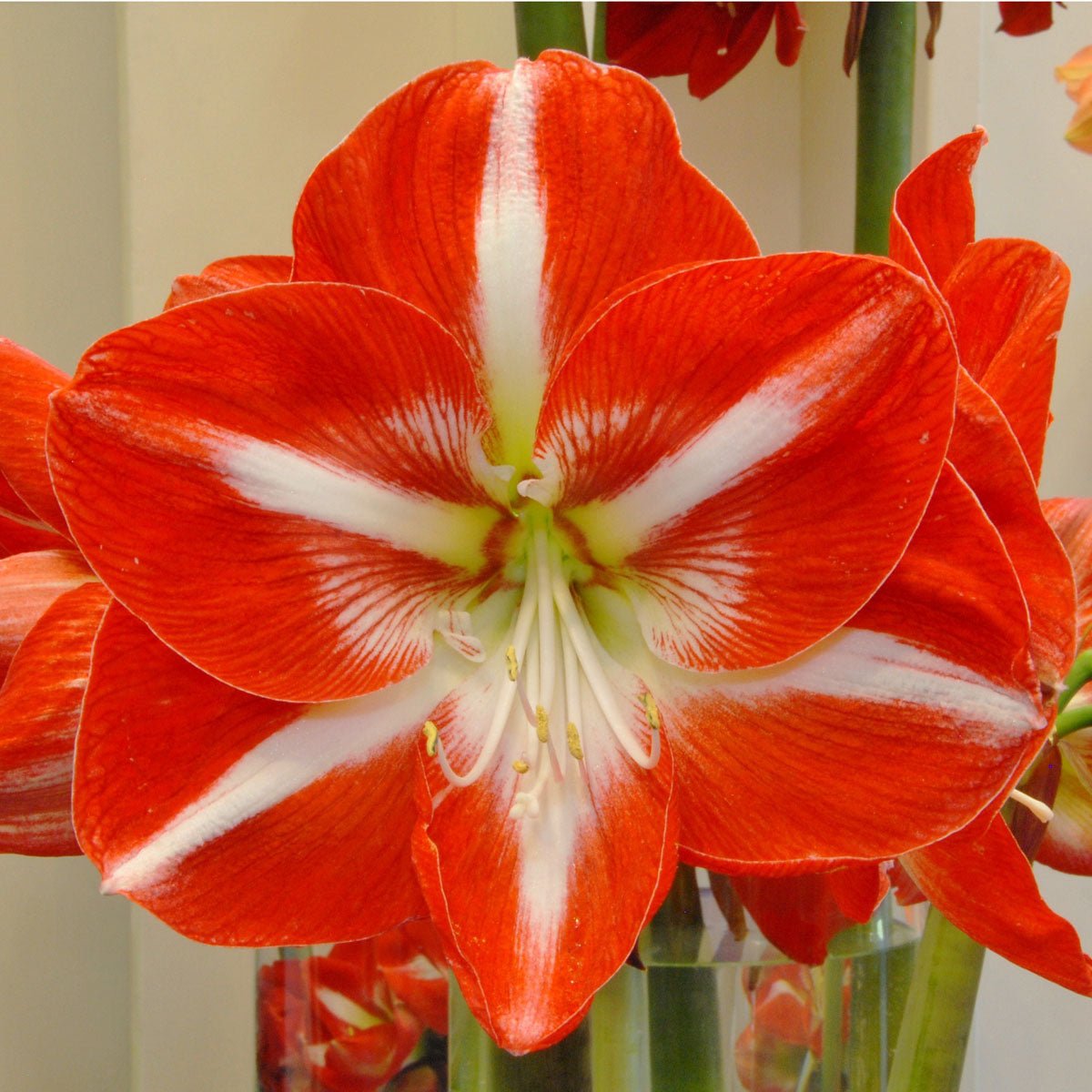 Amaryllis Stargazer - meerkleurige amaryllis - Fluwel