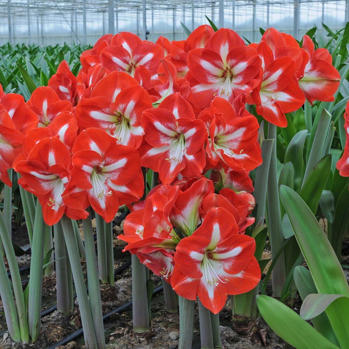 Amaryllis Stargazer - meerkleurige amaryllis - Fluwel
