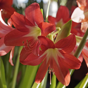 Amaryllis Striped Garden - Amaryllis - Fluwel