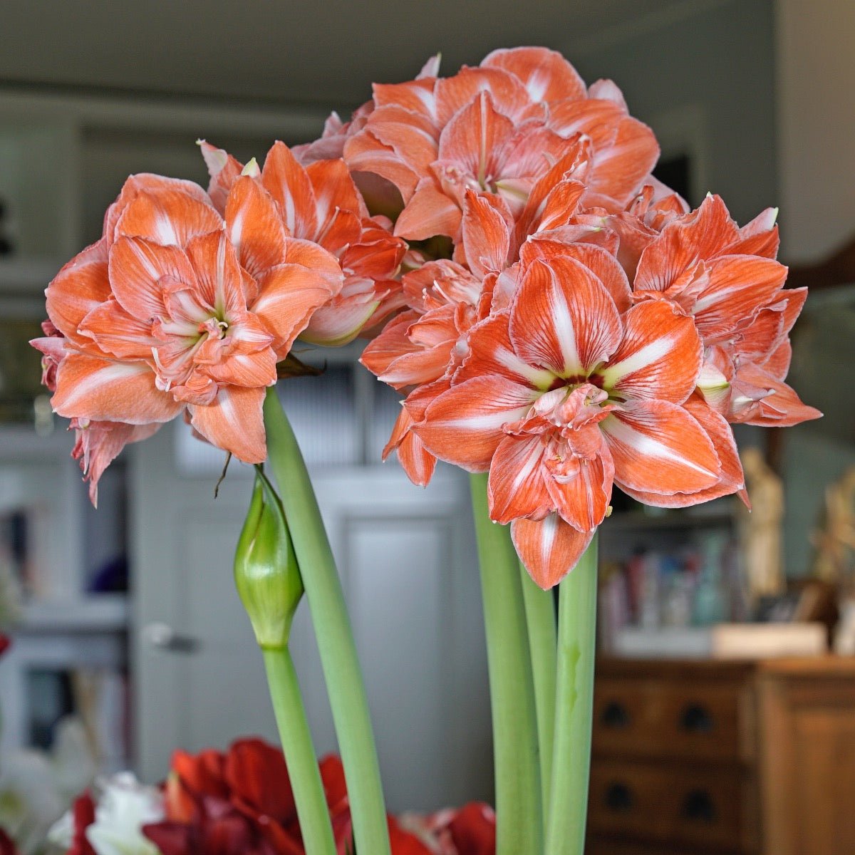 Amaryllis Sunshine Nymph - Amaryllis - Fluwel