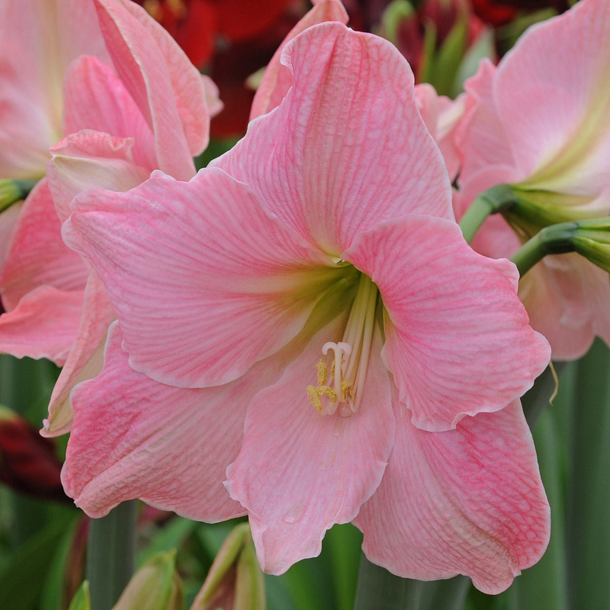 Amaryllis Sweet Star - roze amaryllis - Fluwel