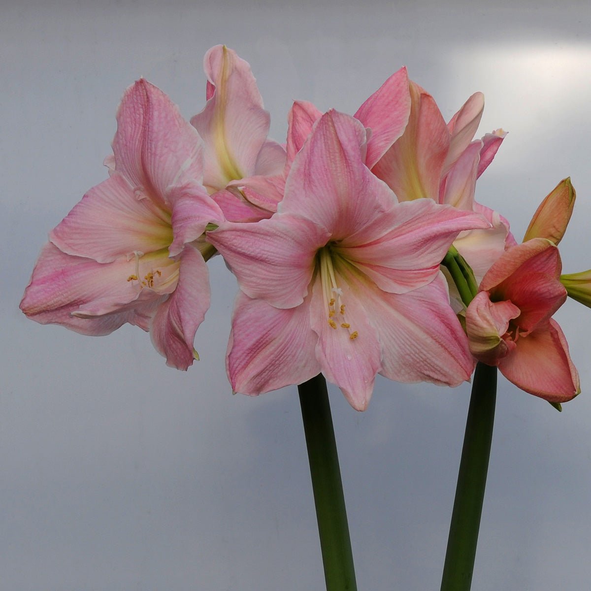 Amaryllis Sweet Star - roze amaryllis - Fluwel