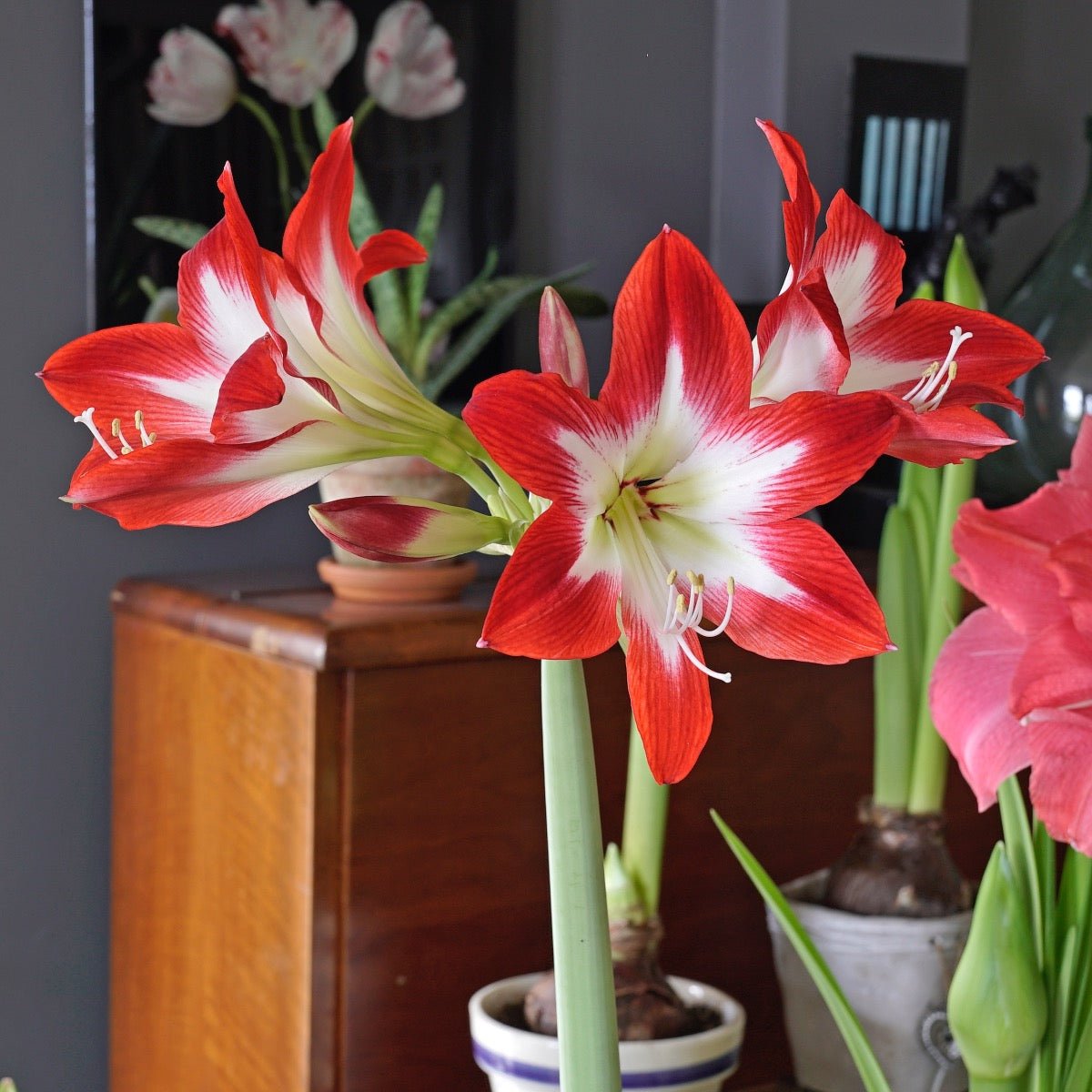 Amaryllis Tres Chic - Amaryllis - Fluwel