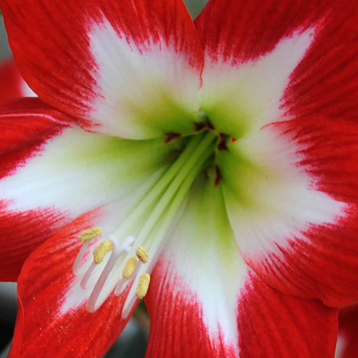 Amaryllis Tres Chic - meerkleurige amaryllis - Fluwel