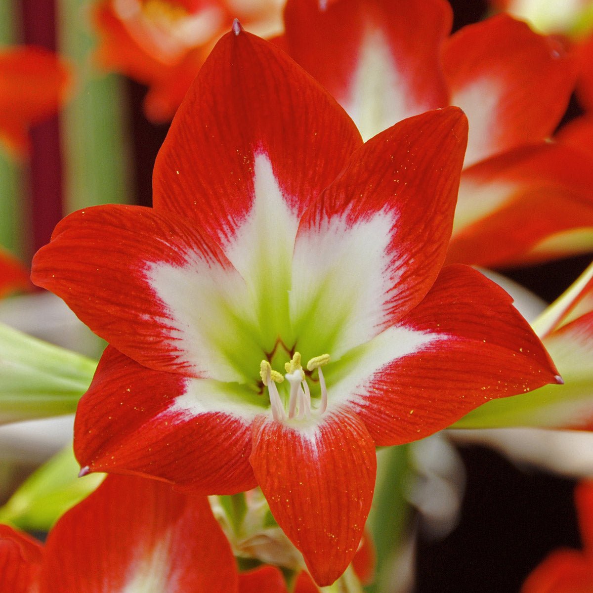 Amaryllis Tres Chic - Amaryllis - Fluwel