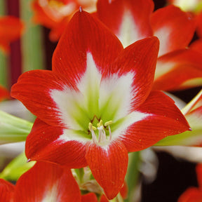 Amaryllis Tres Chic - Amaryllis - Fluwel