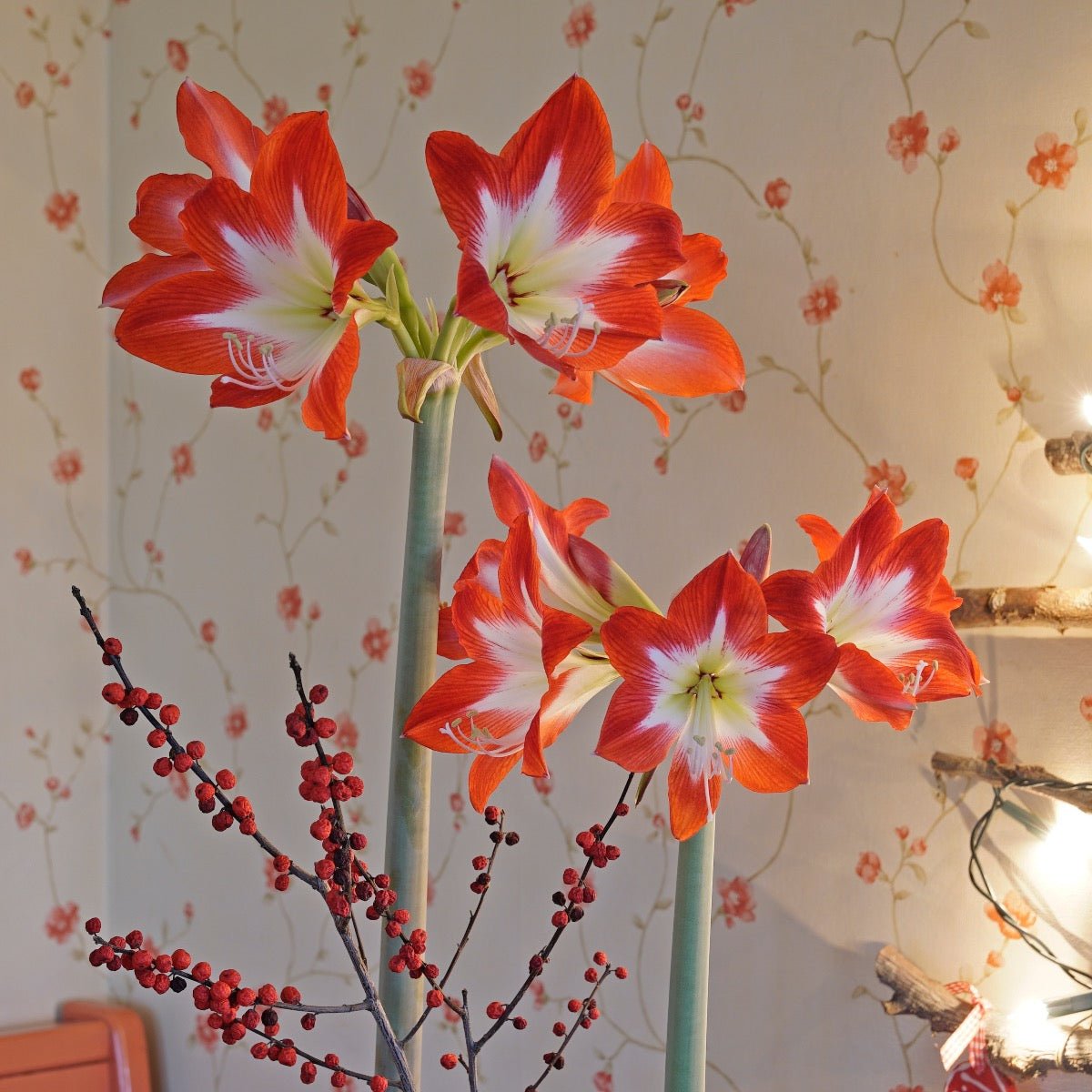 Amaryllis Tres Chic - Amaryllis - Fluwel