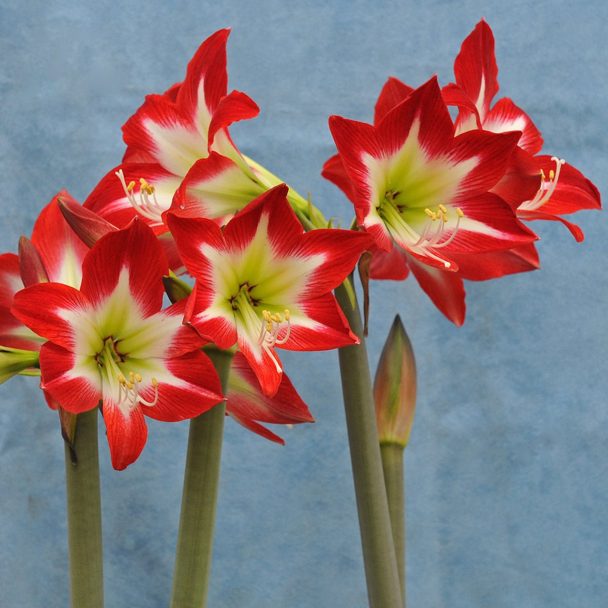 Amaryllis Tres Chic - meerkleurige amaryllis - Fluwel
