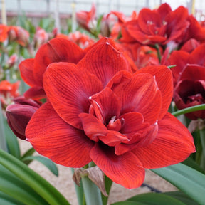 Amaryllis Velvet Nymph - Amaryllis - Fluwel