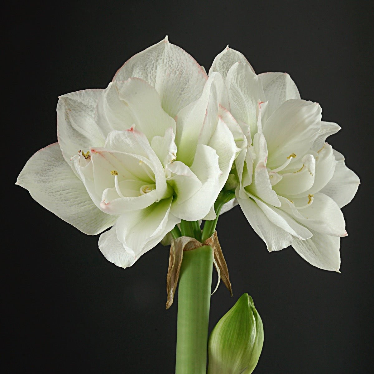 Amaryllis White Amadeus - witte amaryllis - Fluwel