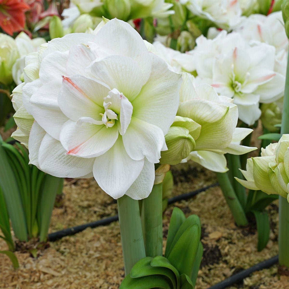 Amaryllis White Amadeus - witte amaryllis - Fluwel